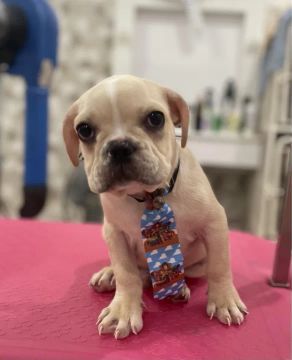 Filhote de Bulldog francês 