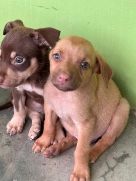 Cachorrinhos para adoção responsável