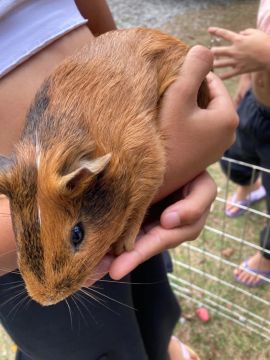 Porquinhos da Índia com 1 ano
