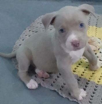 Filhote de Pitbull Monster