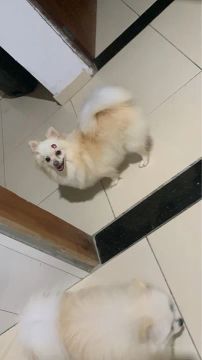 Spitz alemão 