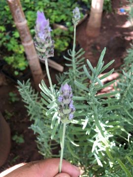 Temos mudas lavanda 