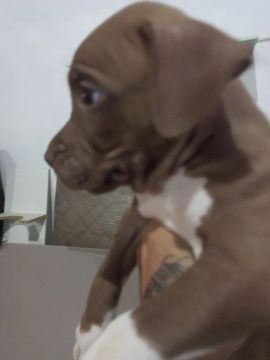 Filhote de Pitbull macho 