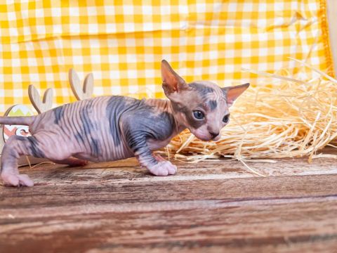 Sphynx 