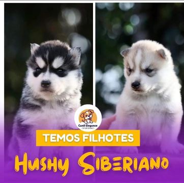 Filhotes de Husky siberiano 