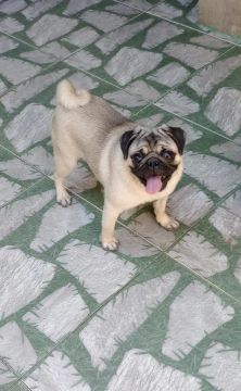 Pug fêmea filhote