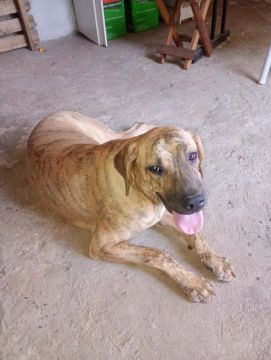 Fêmea Fila brasileiro.