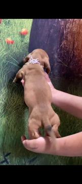 Filhote de Dachshund (Teckel )