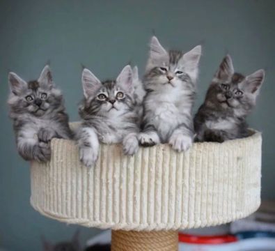 Os Maine Coon muito lindos 