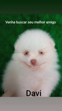 Filhote de Pomerânia