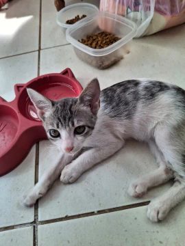 Doa-se gato macho filhote