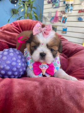 Filhote Shih Tzu fêmea tricolor disponível!!$1.900,00