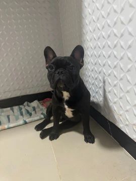 Filhote de Bulldog Francês