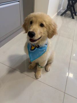 Golden com pedigree