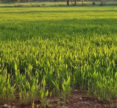 Doação de 7 Hectares de Braquiária e Capineira de Capim Açu - Retirada Imediata!