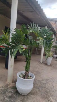Plantas para jardim 
