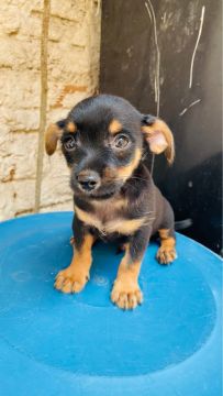 Filhote misturado, pai yorkshire com pinscher, mãe poodle 