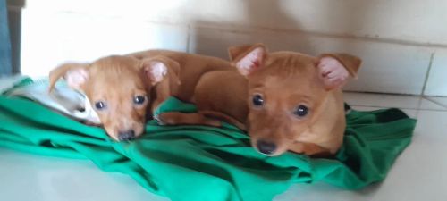 Dois filhotes de Pinscher n1