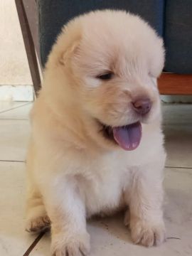 Filhotes de Chow Chow 