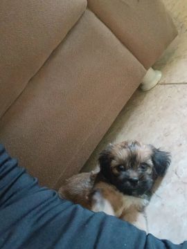 Filhote  de poodle  com  shih tzu