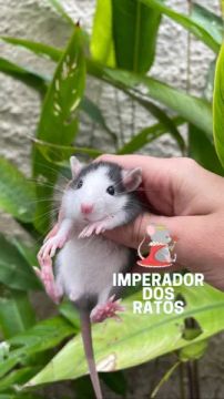 Ratinho de laboratório