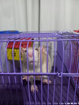 Rato Twister Macho