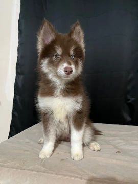 Filhote Husky Siberiano