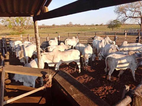 Propriedade no Boleto/Crédito Rural - Campo Verde - MT