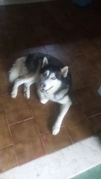 Husky Siberiano - Filhote lindo