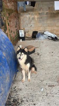 Husky siberiano 
