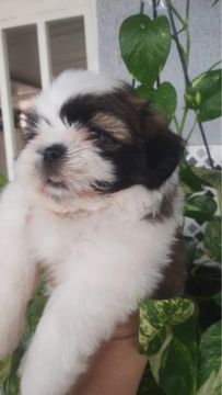 Filhotes Shih Tzu - machos com pedigree