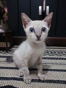 Doasse filhotes de gato 3 meses.
