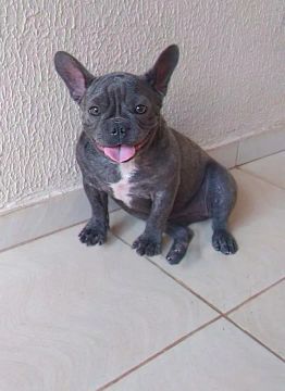 Linda fêmea de Bulldog francês a venda 