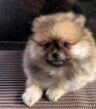 Machinho de lulusinho anão disponível 