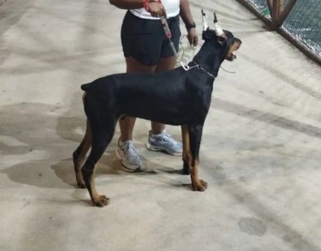 Doberman macho com 2 anos procura parceira