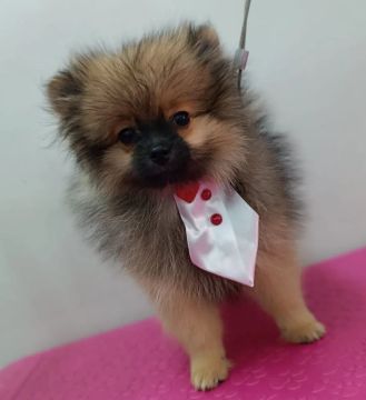 Spitz Alemão 