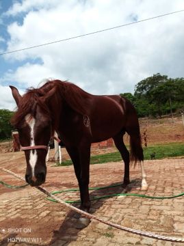 VENDO CAVALO MANGALARGA MARCHADOR COM DOCUMENTO