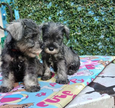 Schnauzer 