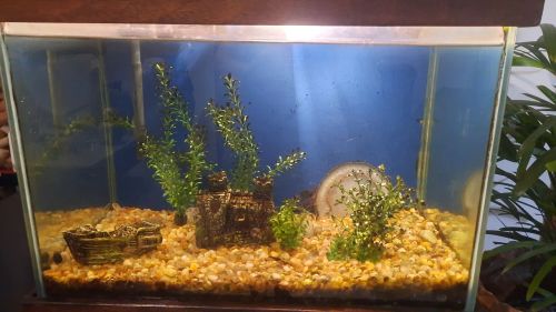 Aquário de água doce 100l  com plantas, decoração e móvel de madeia