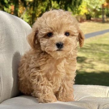 Miniatura  em forma de poodle 