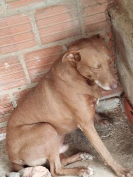 Adoção cachorro raceado com pitbull