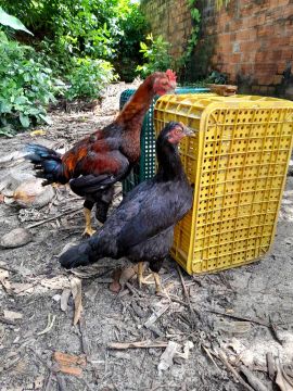 Galo e galinha 