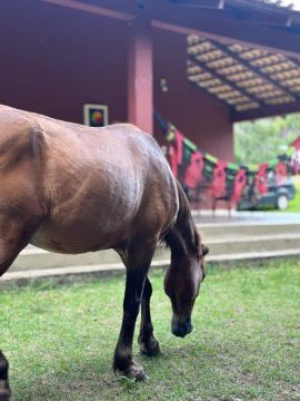 Vendo 2 cavalos 