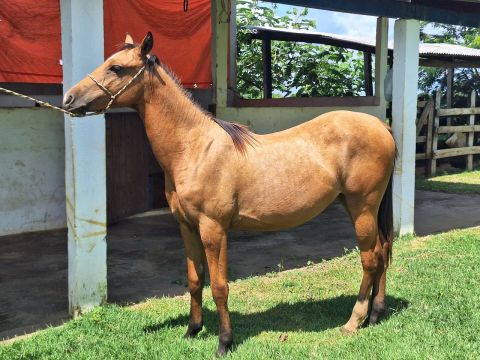 Cavalo Quarto de Milha