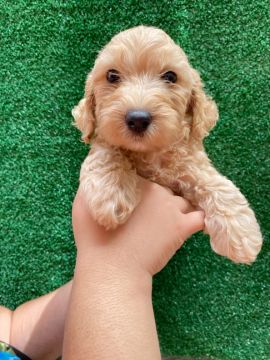 Filhote de poodle bege Machinho! Disponível!