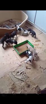 Filhotes de Whippet Excelente Linhagem 