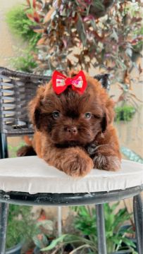 Shih Tzu Fêmea - Linda e Carinhosa