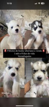 Filhotes de Husky Siberiano