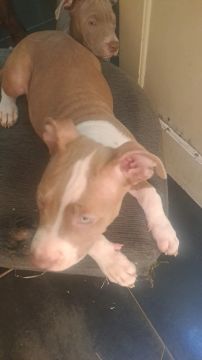 Filhotes de Pitbull