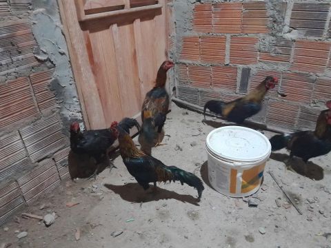 8 frangos macho a venda troco também carneiros ou ovelha